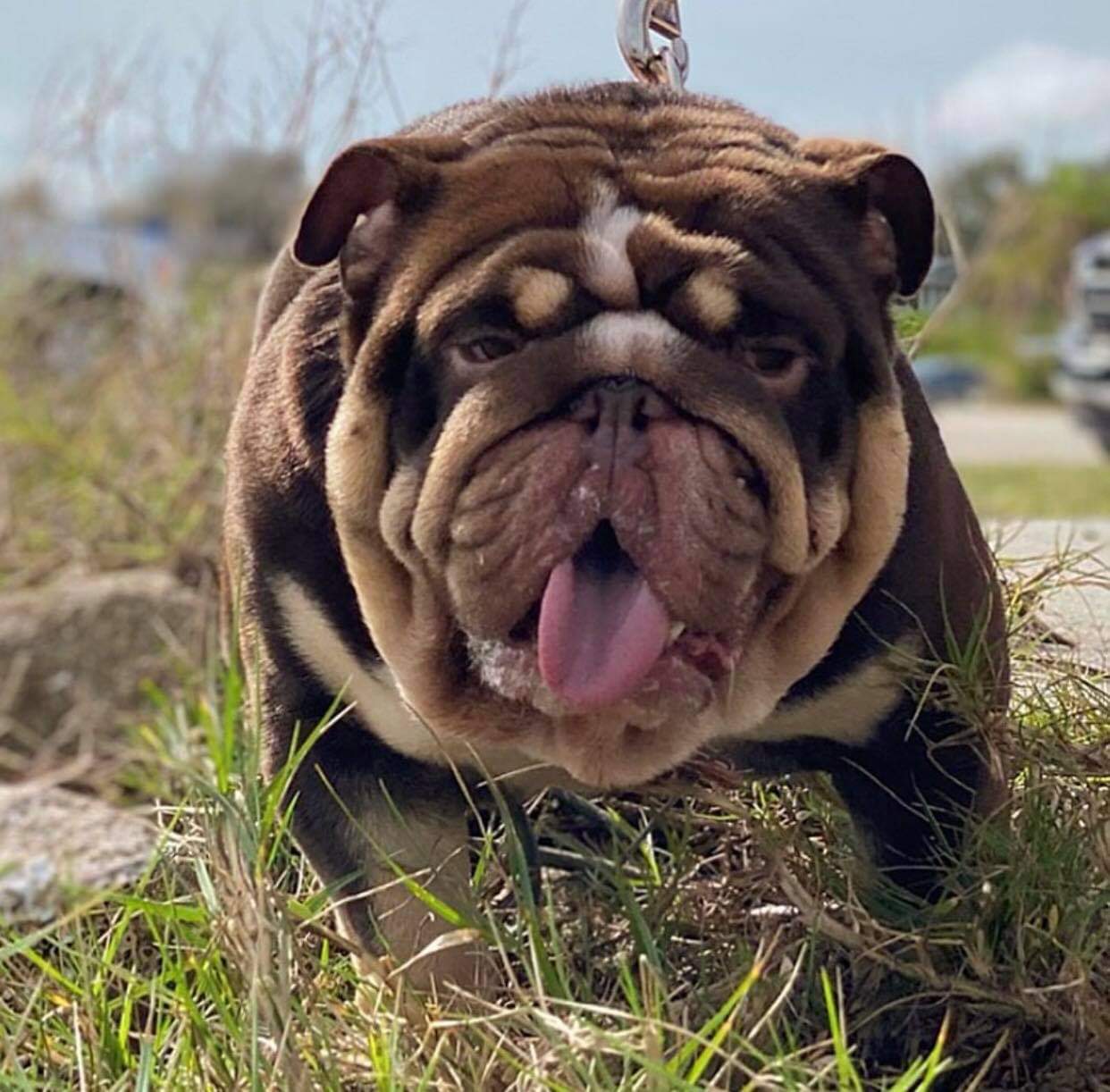 A brown and white dog is standing in the grass