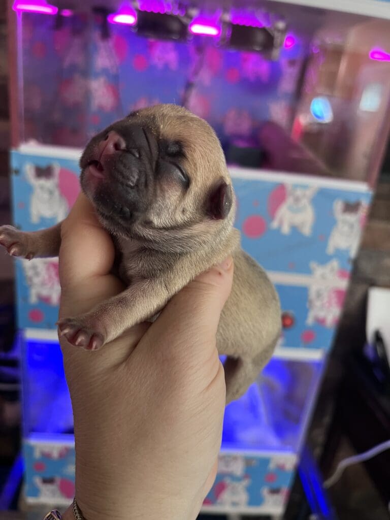 A person holding a small dog in their arms.