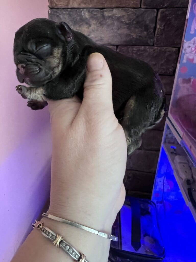 A person holding a small black puppy in their hand.