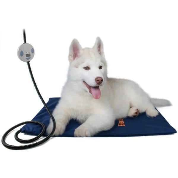 A white dog laying on top of a blue blanket.