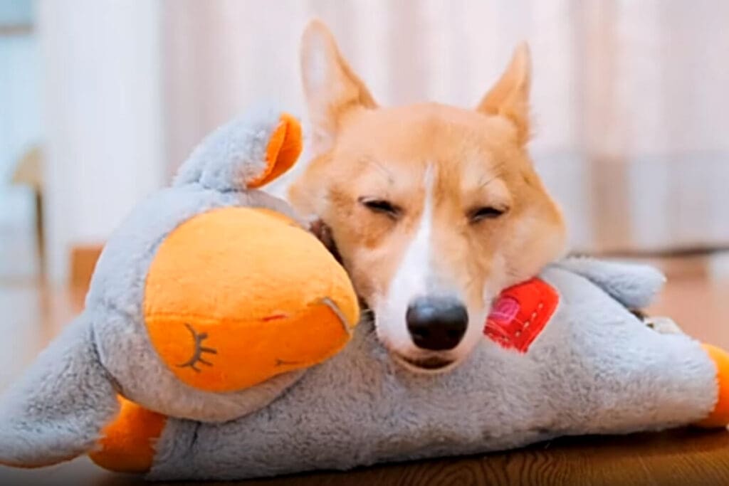 A dog sleeping with his head on the pillow of a stuffed animal.