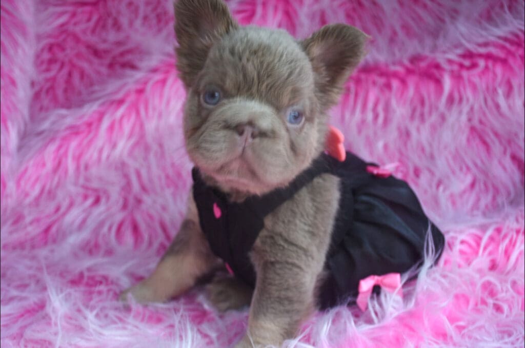 A small dog wearing a dress sitting on top of a blanket.