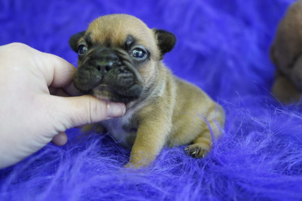 A small brown dog sitting on top of purple blanket.