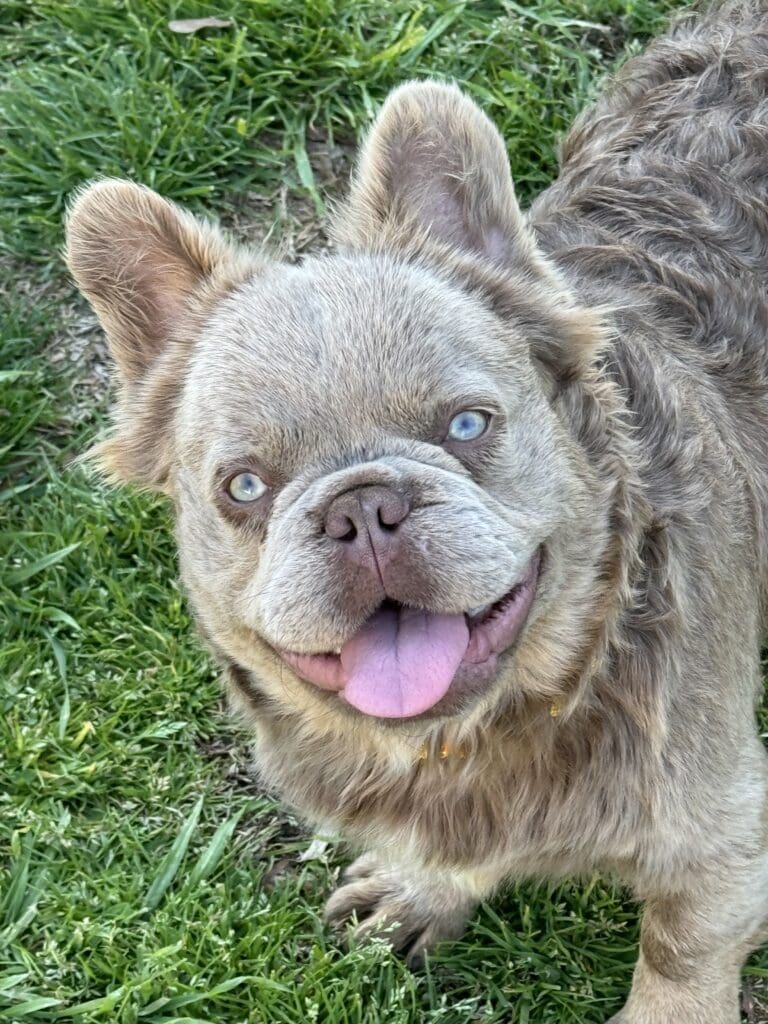 A dog with blue eyes and brown fur.