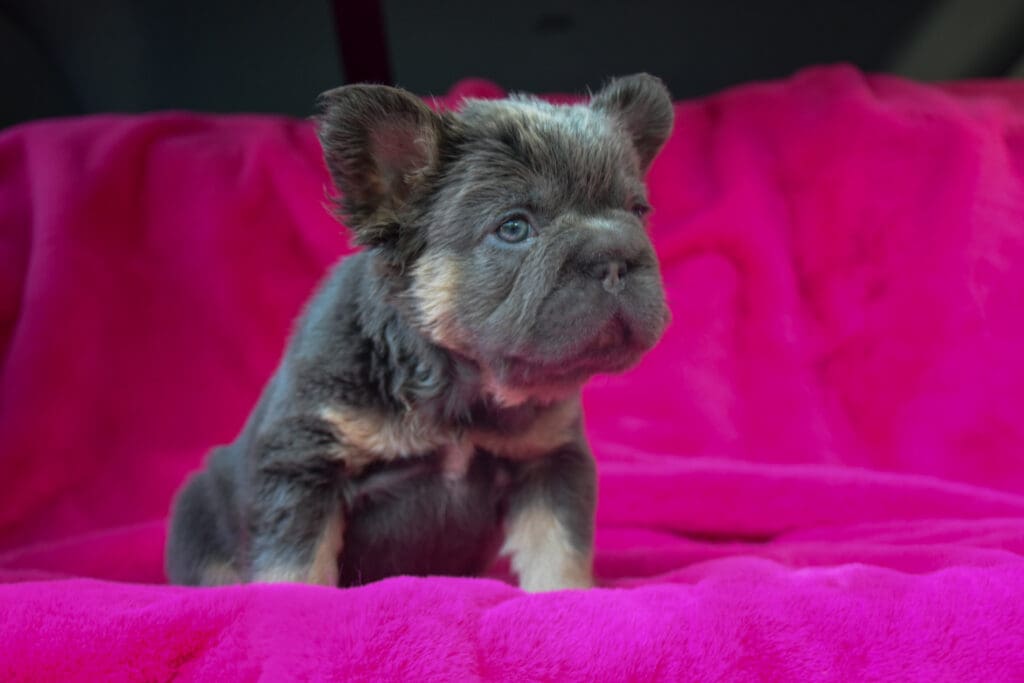 A small dog sitting on top of a pink blanket.