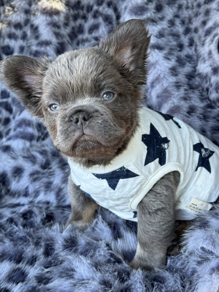 A small dog wearing a star shirt on top of a blanket.